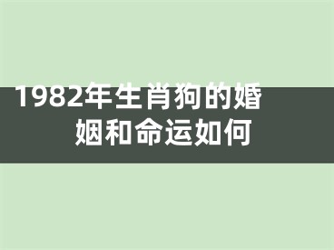 1982年生肖狗的婚姻和命运如何