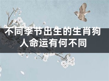不同季节出生的生肖狗人命运有何不同