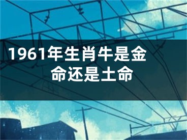 1961年生肖牛是金命还是土命