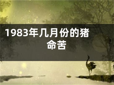 1983年几月份的猪命苦
