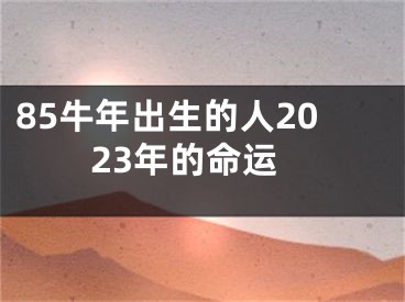 85牛年出生的人2023年的命运