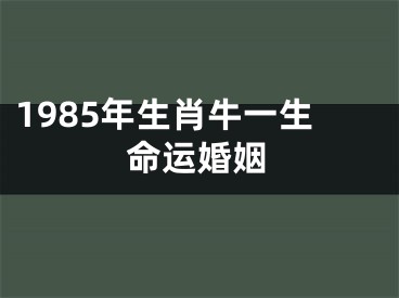 1985年生肖牛一生命运婚姻