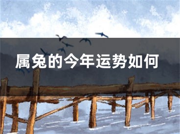 属兔的今年运势如何