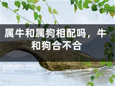 属牛和属狗相配吗，牛和狗合不合