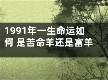 1991年一生命运如何 是苦命羊还是富羊