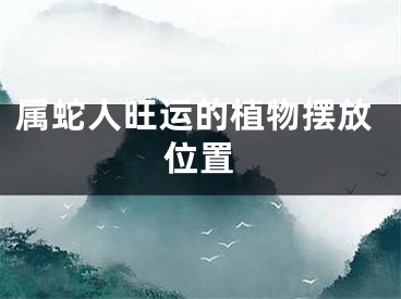 属蛇人旺运的植物摆放位置