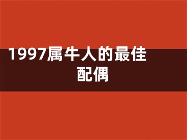 1997属牛人的最佳配偶