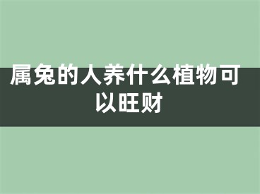 属兔的人养什么植物可以旺财