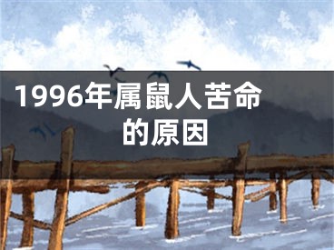 1996年属鼠人苦命的原因