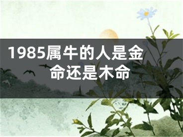 1985属牛的人是金命还是木命