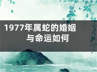 1977年属蛇的婚姻与命运如何
