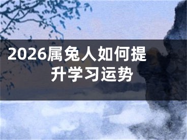 2026属兔人如何提升学习运势