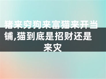 猪来穷狗来富猫来开当铺,猫到底是招财还是来灾