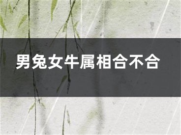 男兔女牛属相合不合