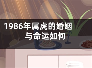 1986年属虎的婚姻与命运如何