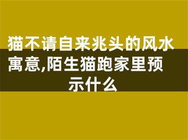 猫不请自来兆头的风水寓意,陌生猫跑家里预示什么
