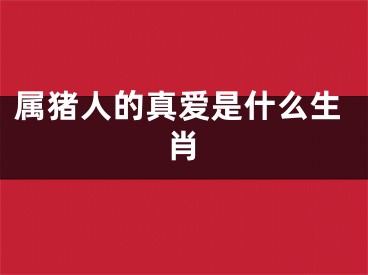 属猪人的真爱是什么生肖
