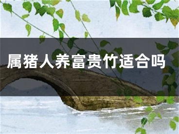 属猪人养富贵竹适合吗