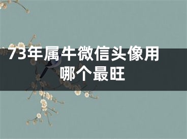 73年属牛微信头像用哪个最旺