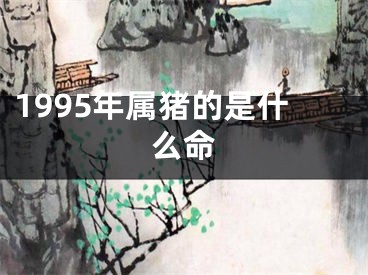 1995年属猪的是什么命