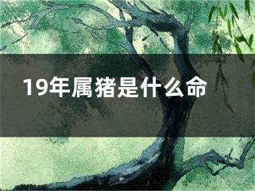 19年属猪是什么命