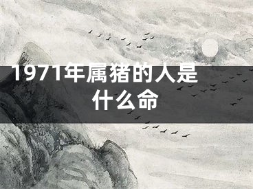 1971年属猪的人是什么命
