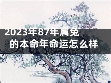 2023年87年属兔的本命年命运怎么样