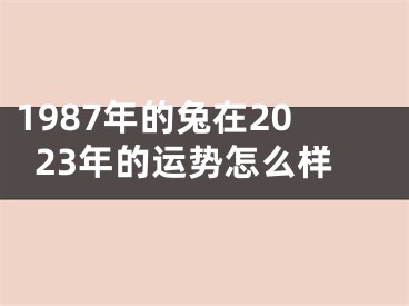 1987年的兔在2023年的运势怎么样
