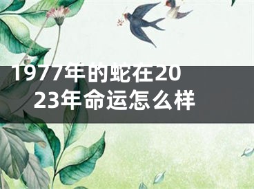 1977年的蛇在2023年命运怎么样