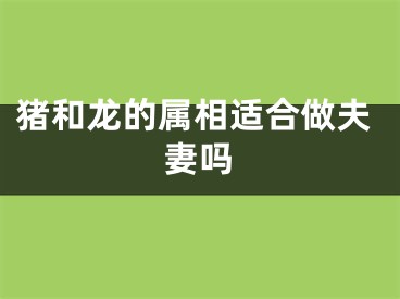 猪和龙的属相适合做夫妻吗