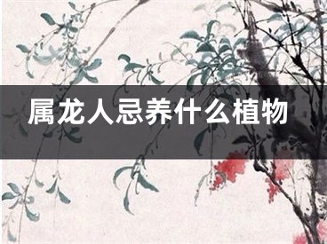 属龙人忌养什么植物
