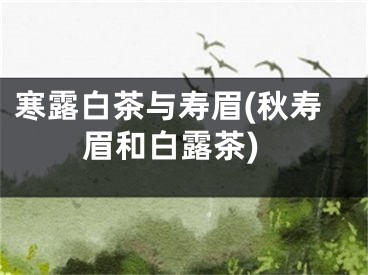 寒露白茶与寿眉(秋寿眉和白露茶)