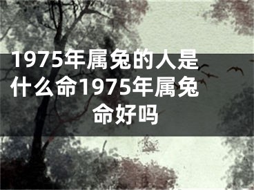 1975年属兔的人是什么命1975年属兔命好吗