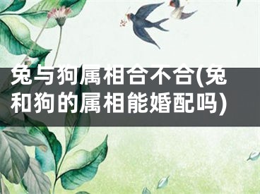 兔与狗属相合不合(兔和狗的属相能婚配吗)