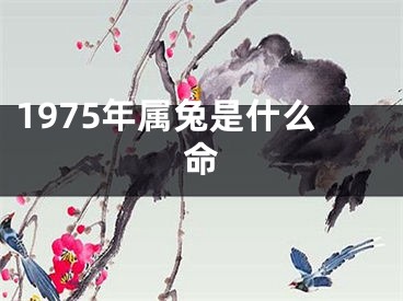 1975年属兔是什么命