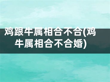 鸡跟牛属相合不合(鸡牛属相合不合婚)