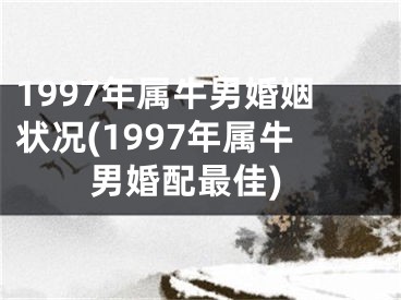 1997年属牛男婚姻状况(1997年属牛男婚配最佳)