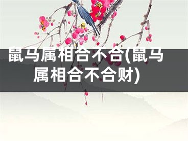 鼠马属相合不合(鼠马属相合不合财)