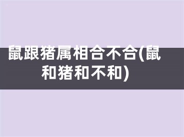 鼠跟猪属相合不合(鼠和猪和不和)