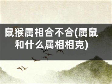 鼠猴属相合不合(属鼠和什么属相相克)