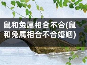 鼠和兔属相合不合(鼠和兔属相合不合婚姻)