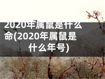 2020年属鼠是什么命(2020年属鼠是什么年号)